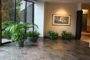 Lobby Plants