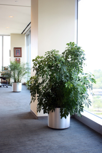 Indoor Plants