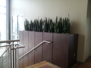 Lobby Planter