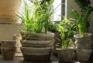 Interior Plants