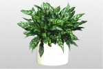 Chinese Evergreen