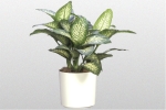 Dieffenbachia