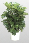 FicusLyrataBush14