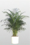 Areca Palm