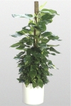 Pothos Ivy