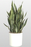 Sanseveria