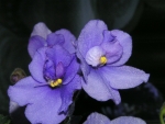 African Violet