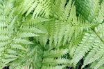 fern