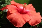 hibiscus