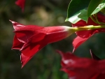 mandevilla