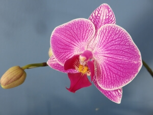 Orchid