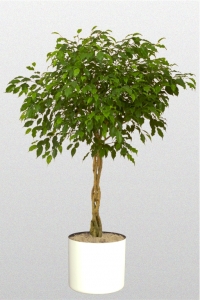 Ficus Benjamina Braid