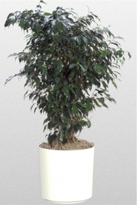 Ficus Benjamina "Midnight"