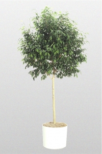 Ficus Benjamina "Monique"