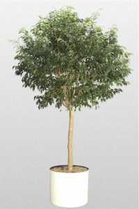 Ficus Benjamina "Monique"