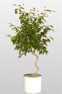 Ficus Benjamina Spiral