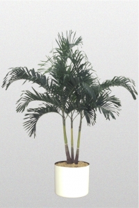 Palm Alexander