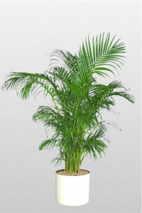 Palm Areca