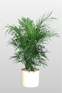 Palm Cataractarum
