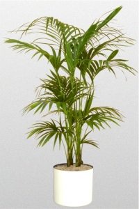 Palm Kentia