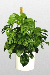 Philodendron Pertusm