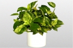 Pothos Ivy