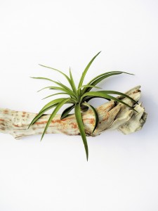 Tillandsia driftwood